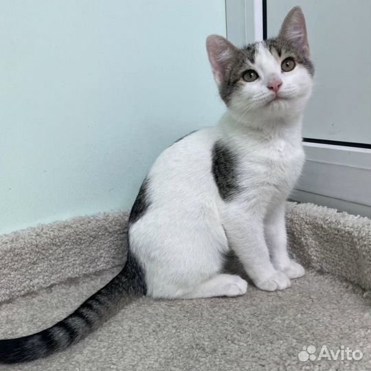 Котенок мальчик ищет дом