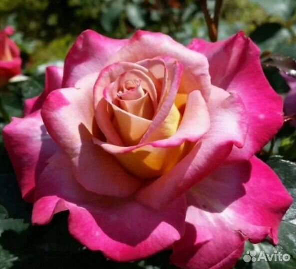 Роза саженцы новинка Мишель друкер на осень 2023г