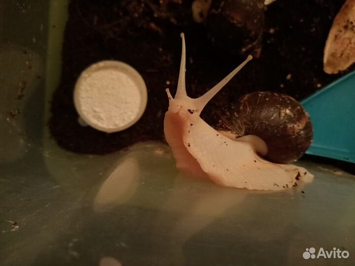 Улитки ахатины Фулика Альбино Боди