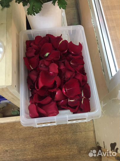 Розы лепестки бесплатно