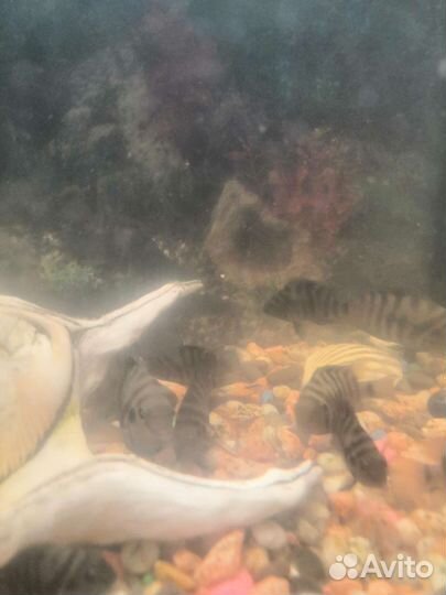 Рыбки бесплатно