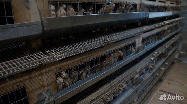 Перепела разных пород в больших количествах