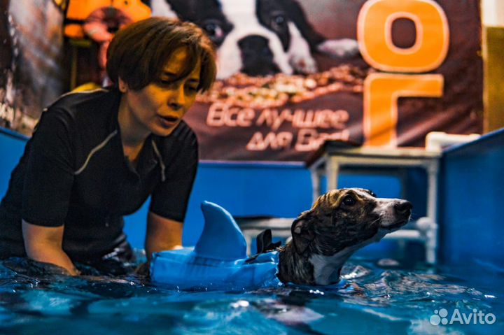 Бассейн для собак