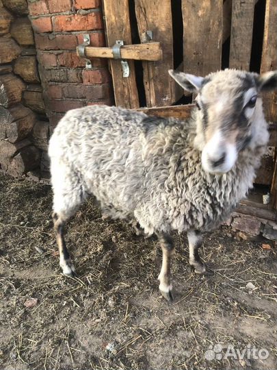 Овцы бараны