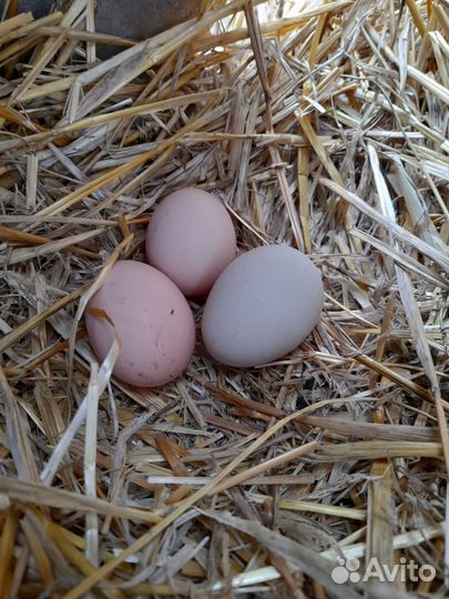 Инкубационное яйцо домашних кур, яйца на еду