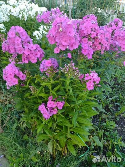 Флоксы многолетние