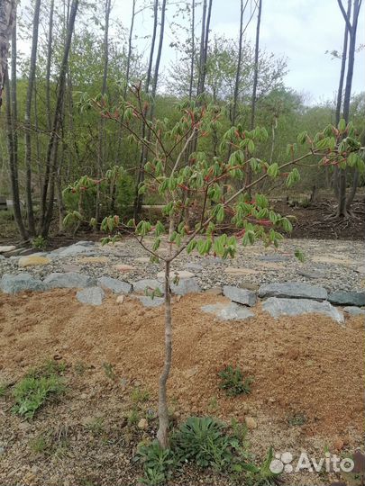 Саженцы клёна