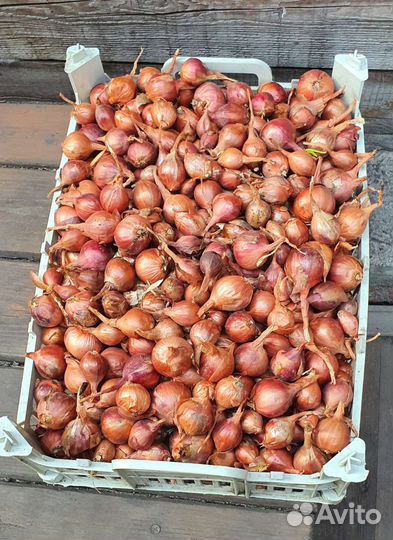 Лук семейный