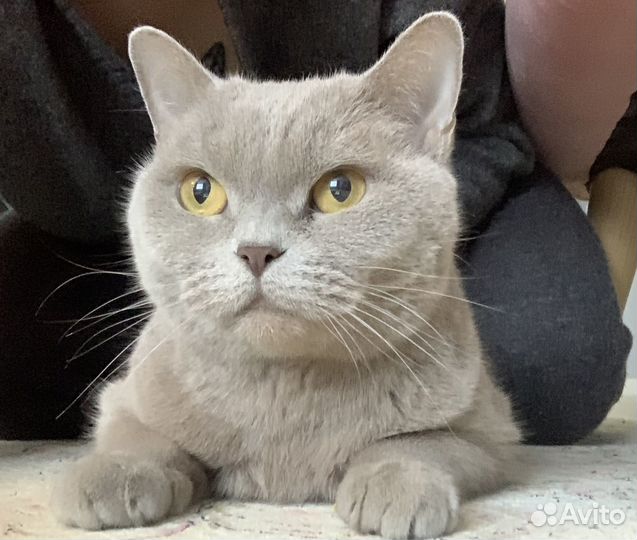 Британская кошка