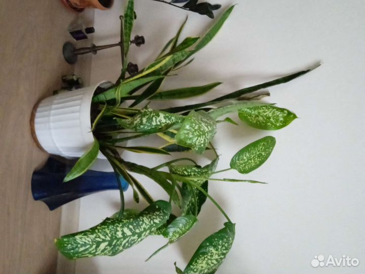 Цветы пальма кактус Замиокулькас диффенбахия