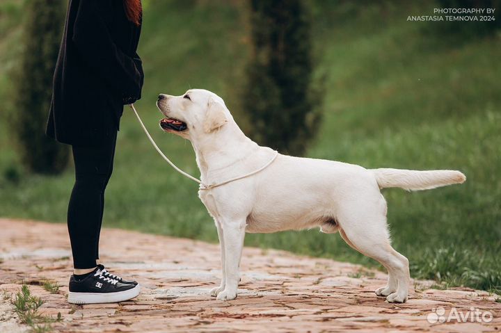 Лабрадор Вязка