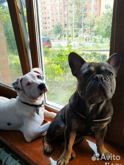 Передержка для собак