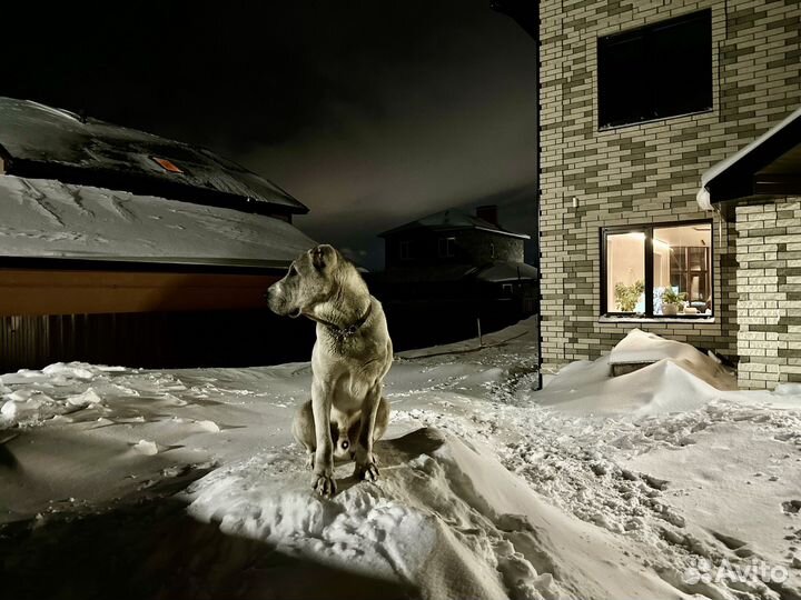 Алабай вязка, родословная