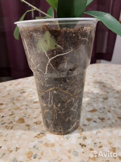 Фикус бенджамина