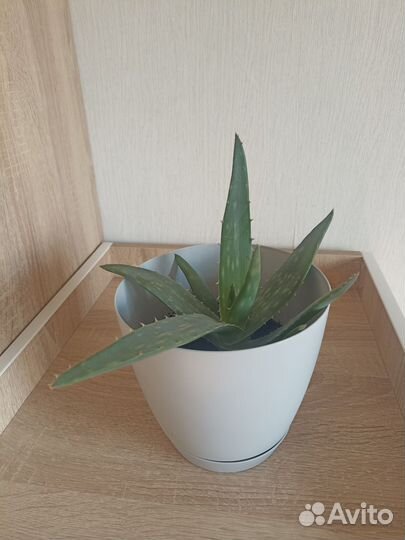 Алоэ вера лечебное растение