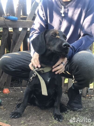 Собака в добрые руки