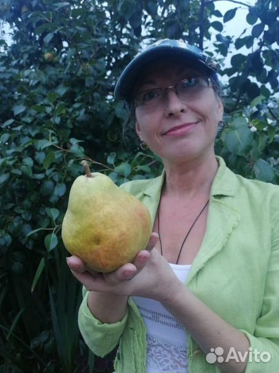 Супер груша саженцы и черенки для прививки