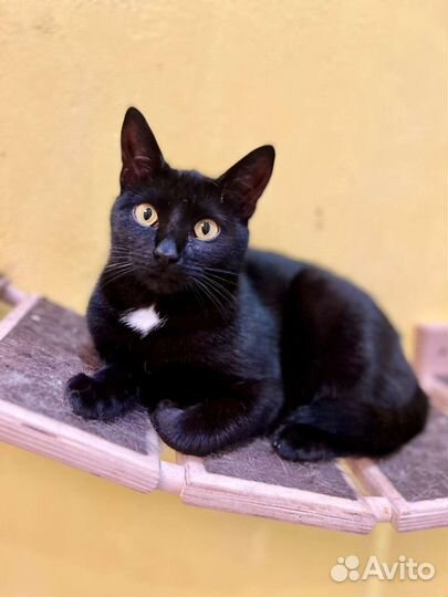 Кошка в дар