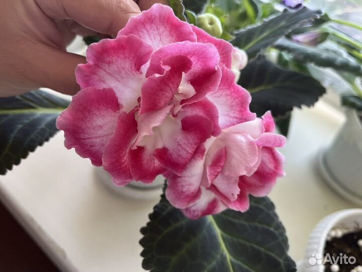 Глоксиния (лист срежу)