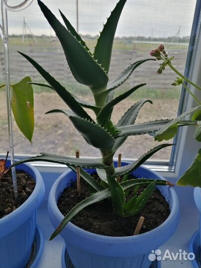 Алоэ столетник