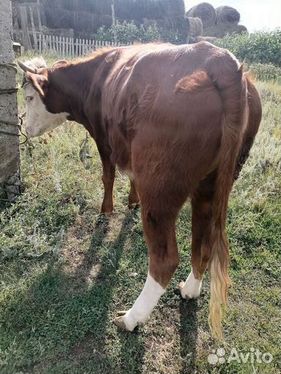 Телки продам на мясом либо племя стаит саткорм