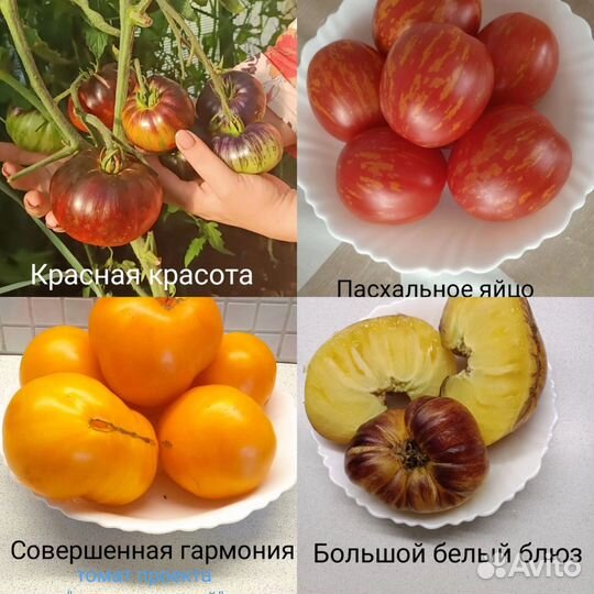 Семена сортовых томатов