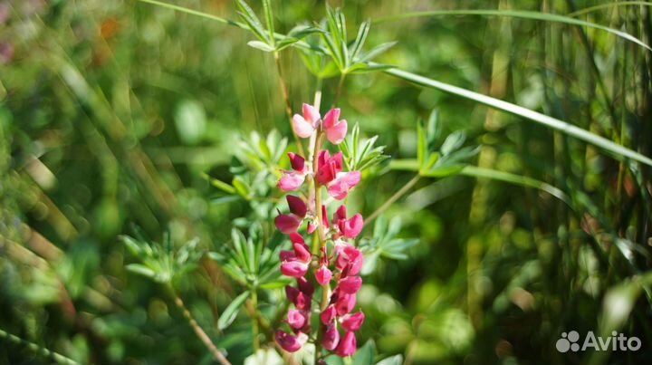 Объектив Гелиос 89 30mm f:1.9 для м39