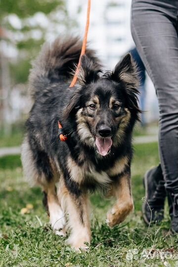 Собака Ролекс в хорошую семью