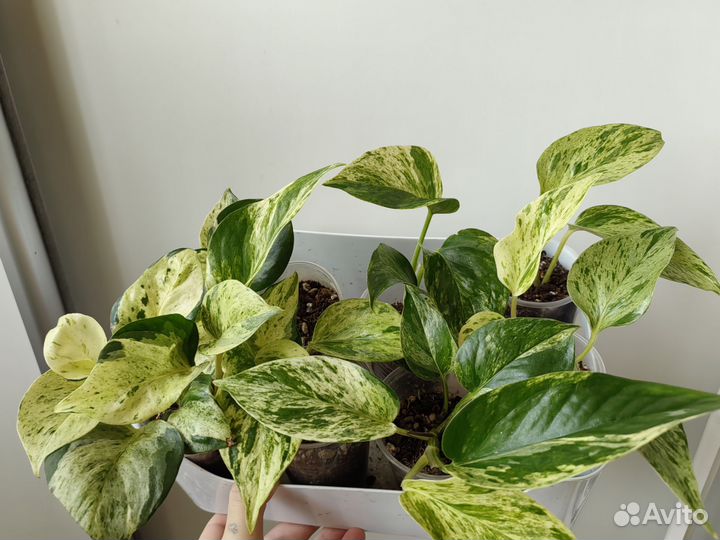 Сциндапсус /эпипремнум