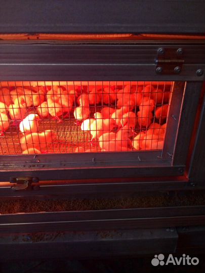 Супер бройлер