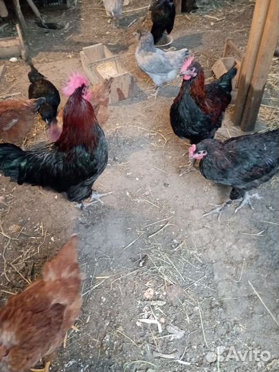 Куры черно медный маран