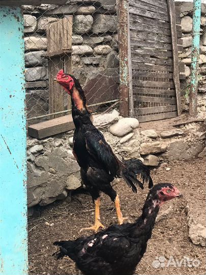 Бойцовые петушки