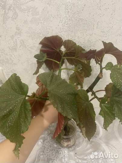 Бегония королевская