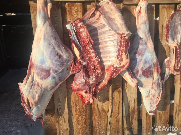 Мясо свежее говядина