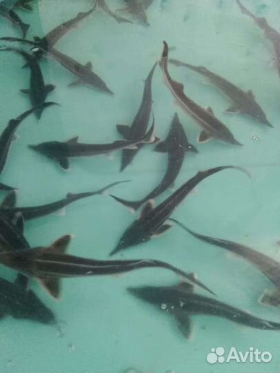 Рыбопосадочный материал