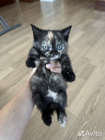 Кошечка трехцветка на счастье
