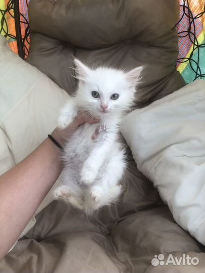 Котята в дар