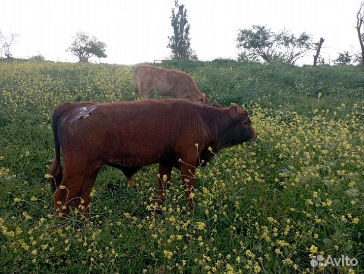 Корова с теленком