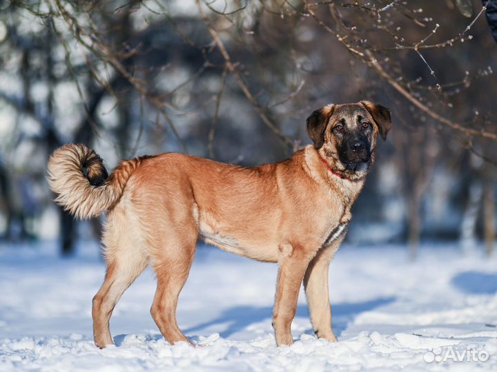Собака в добрые руки