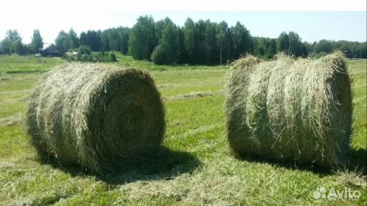 Сено вкусное хранится в складе