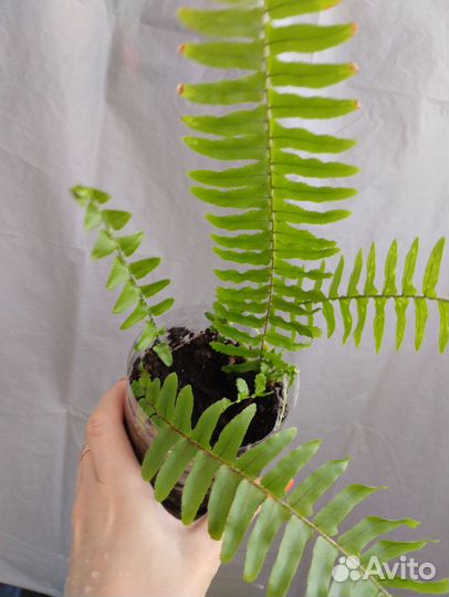 Папоротник, алоэ