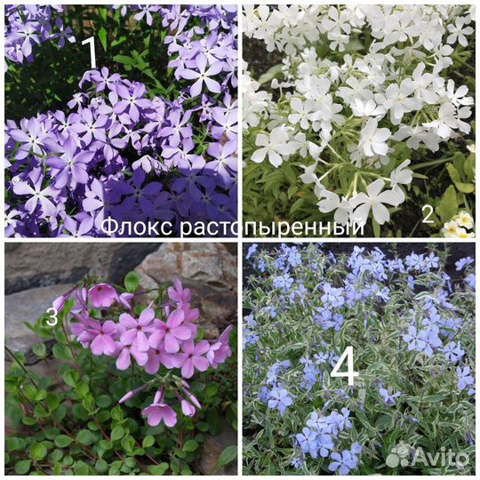 Низкорослые многолетники (читайте описание)