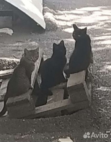 Котята бесплатно