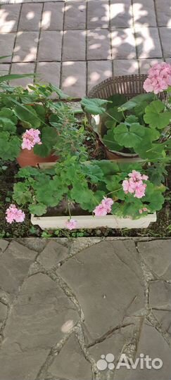 Герань пеларгония королевская