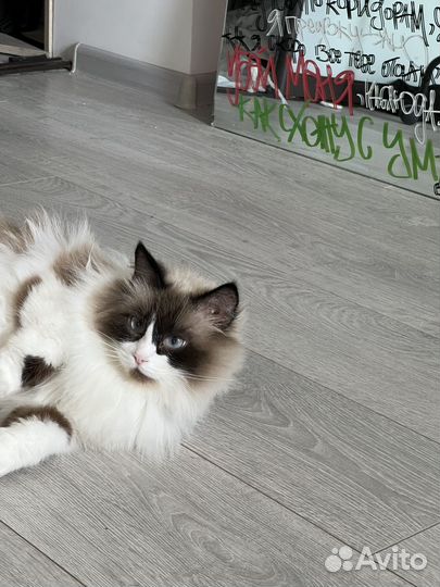 Отдам кошку