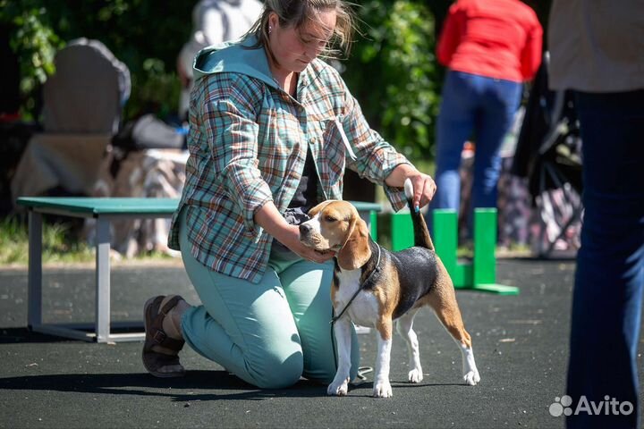 Щенки бигль