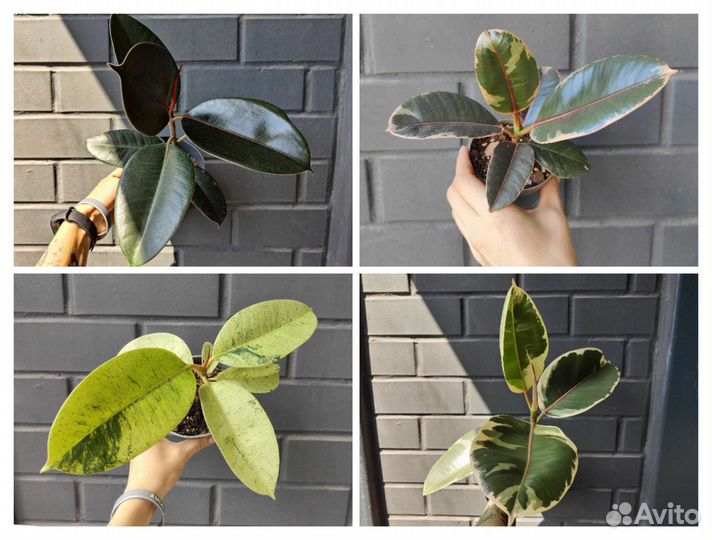 Фикусы эластика сортовые