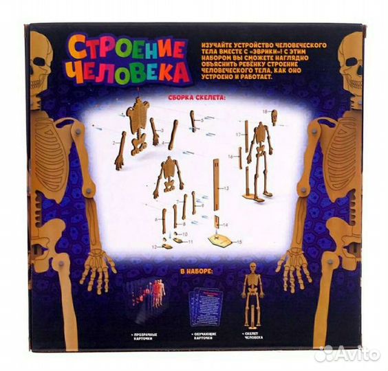 Набор для изучения строения человека