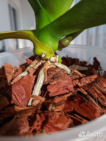 Орхидея фаленопсис желтая