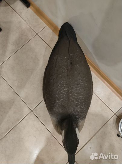 Подсадные гуси 2 шт